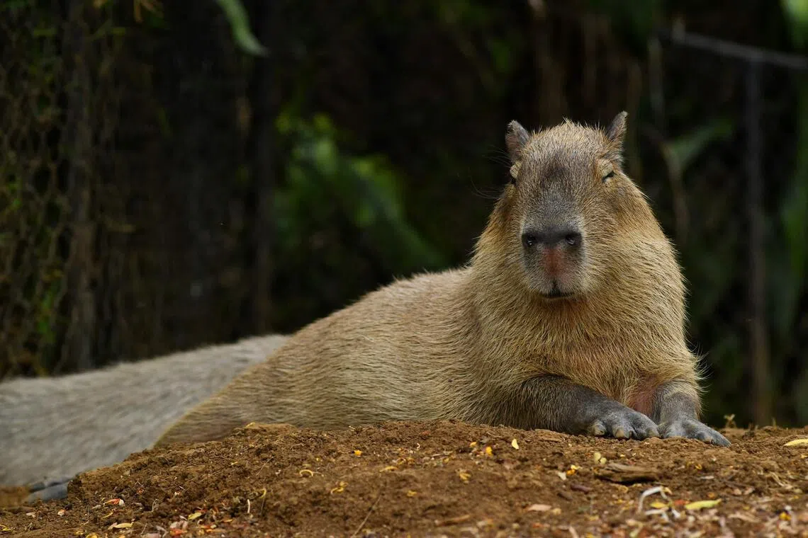 Delapan Orang Ditangkap di Brasil atas Serangan Brutal Terhadap Capybara